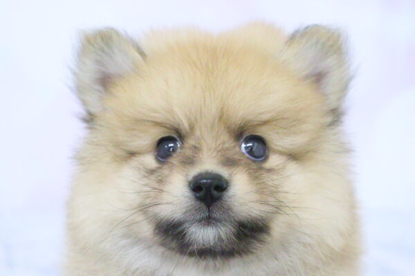 ミックス（ハーフ犬）