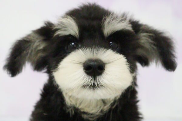 ミニチュアシュナウザー