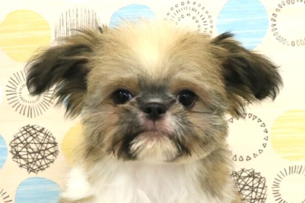 ミックス（ハーフ犬）
