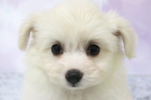 ミックス（ハーフ犬）