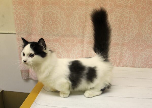 岐阜県のマンチカン (ペットショッププチマリア 美濃加茂店/2026年7月18日生まれ/男の子/ブラックホワイト)の子猫の2枚目の画像