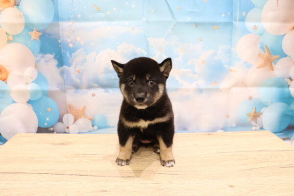 愛知県の柴犬(標準サイズ) (ペットショッププチマリア 一宮イオンモール木曽川キリオ店/2026年8月2日生まれ/女の子/黒)の子犬の2枚目の画像