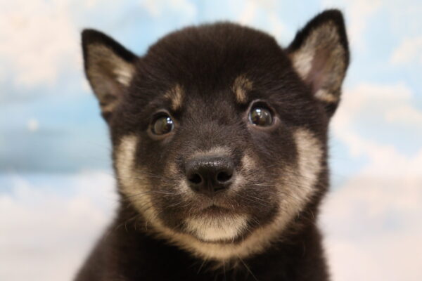 柴犬