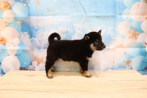 愛知県の柴犬(標準サイズ) (ペットショッププチマリア 一宮イオンモール木曽川キリオ店/2026年8月2日生まれ/女の子/黒)の子犬の4枚目の画像
