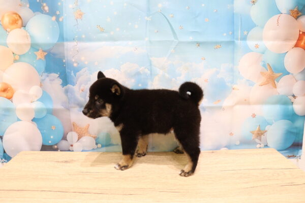 愛知県の柴犬(標準サイズ) (ペットショッププチマリア 一宮イオンモール木曽川キリオ店/2026年8月2日生まれ/女の子/黒)の子犬の3枚目の画像
