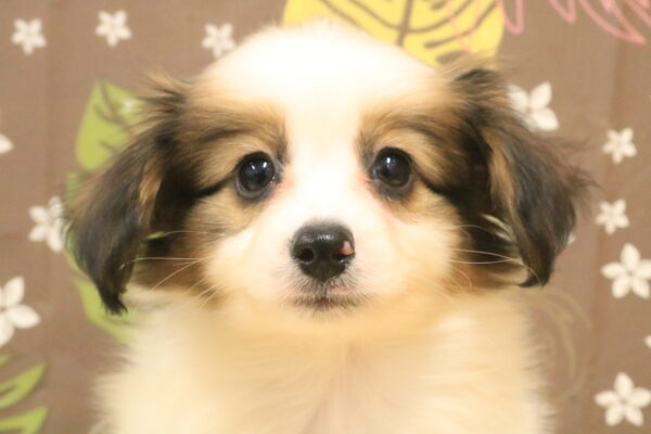 パピヨン