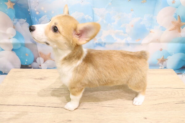 愛知県のウェルシュコーギーペンブローク (ペットショッププチマリア 一宮イオンモール木曽川キリオ店/2026年7月10日生まれ/女の子/レッドホワイト)の子犬の3枚目の画像