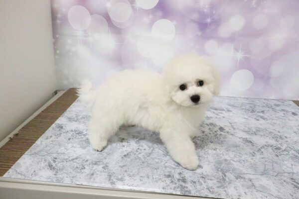 愛知県のビションフリーゼ (ペットショッププチマリア イオン小牧店/2026年7月26日生まれ/男の子/ホワイト)の子犬の4枚目の画像
