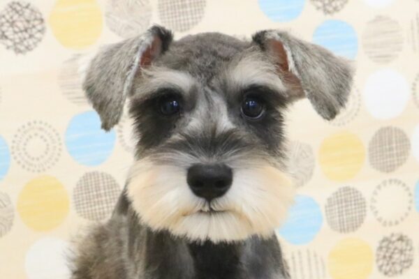 東京都のミニチュアシュナウザー (ペットショッププチマリア 多摩唐木田店/2026年7月19日生まれ/男の子/ソルトペッパー)の子犬の1枚目の画像