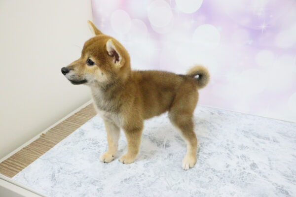 愛知県の柴犬(標準サイズ) (ペットショッププチマリア イオン小牧店/2026年7月5日生まれ/女の子/赤)の子犬の3枚目の画像