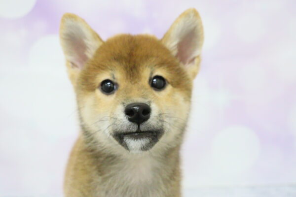 柴犬