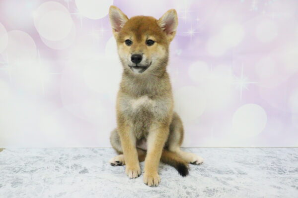 愛知県の柴犬(標準サイズ) (ペットショッププチマリア イオン小牧店/2026年7月5日生まれ/女の子/赤)の子犬の2枚目の画像