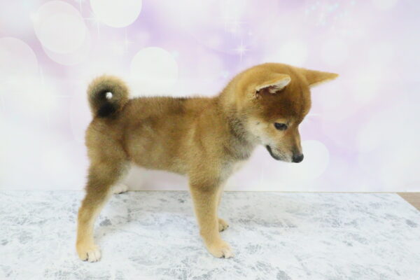 愛知県の柴犬(標準サイズ) (ペットショッププチマリア イオン小牧店/2026年7月5日生まれ/女の子/赤)の子犬の4枚目の画像
