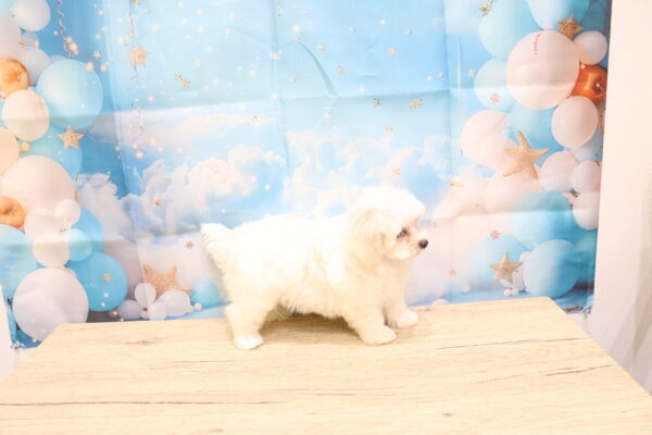 愛知県のマルチーズ (ペットショッププチマリア 一宮イオンモール木曽川キリオ店/2026年8月12日生まれ/男の子/ホワイト)の子犬の3枚目の画像
