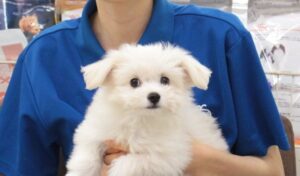 チワビションちゃん【港北センター南店】