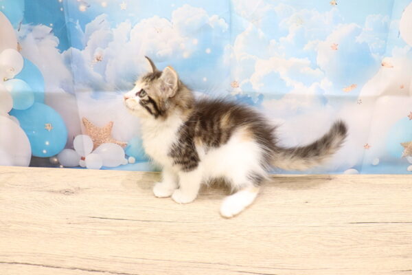 愛知県のノルウェージャンフォレストキャット (ペットショッププチマリア 一宮イオンモール木曽川キリオ店/2026年8月5日生まれ/女の子/ブラウンパッチドマッカレルタビーホワイト)の子猫の4枚目の画像