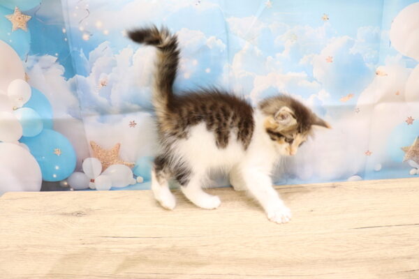 愛知県のノルウェージャンフォレストキャット (ペットショッププチマリア 一宮イオンモール木曽川キリオ店/2026年8月5日生まれ/女の子/ブラウンパッチドマッカレルタビーホワイト)の子猫の3枚目の画像