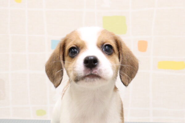 ミックス（ハーフ犬）