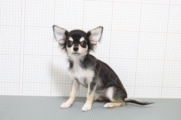 岐阜県のチワワ(ロング) (ペットショッププチマリア 岐阜羽島店/2026年4月22日生まれ/女の子/ブラッククリームホワイト)の子犬の2枚目の画像