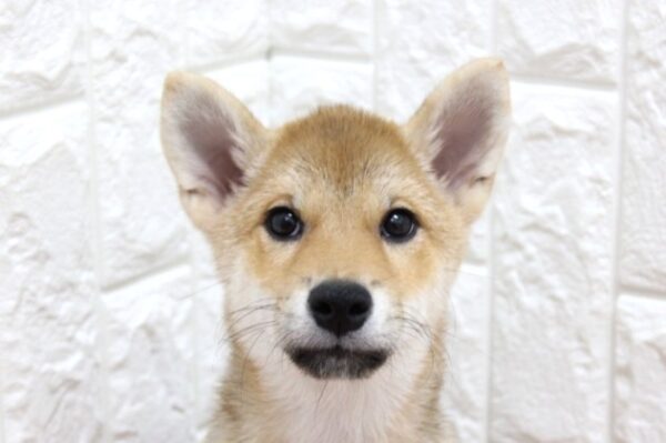 岐阜県の柴犬(標準サイズ) (ペットショッププチマリア 各務原鵜沼店/2026年6月15日生まれ/女の子/赤)の子犬の1枚目の画像