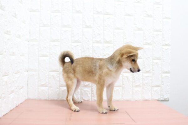 岐阜県の柴犬(標準サイズ) (ペットショッププチマリア 各務原鵜沼店/2026年6月15日生まれ/女の子/赤)の子犬の3枚目の画像