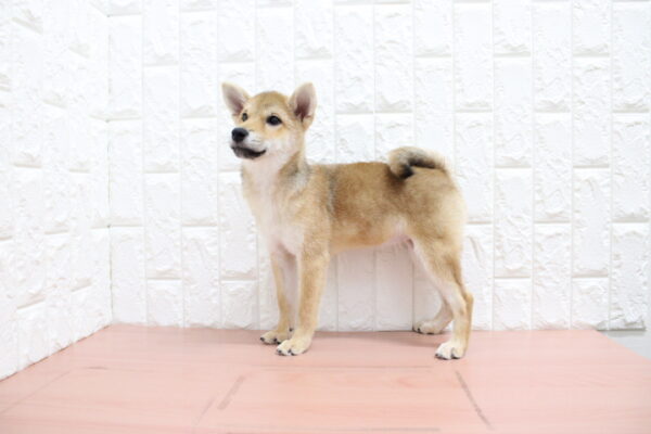 岐阜県の柴犬(標準サイズ) (ペットショッププチマリア 各務原鵜沼店/2026年6月15日生まれ/女の子/赤)の子犬の4枚目の画像