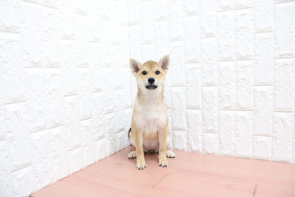 岐阜県の柴犬(標準サイズ) (ペットショッププチマリア 各務原鵜沼店/2026年6月15日生まれ/女の子/赤)の子犬の2枚目の画像