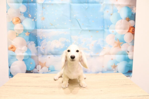 愛知県のミニチュアダックスフンド(ロング) (ペットショッププチマリア 一宮イオンモール木曽川キリオ店/2026年7月4日生まれ/男の子/イエロー)の子犬の2枚目の画像