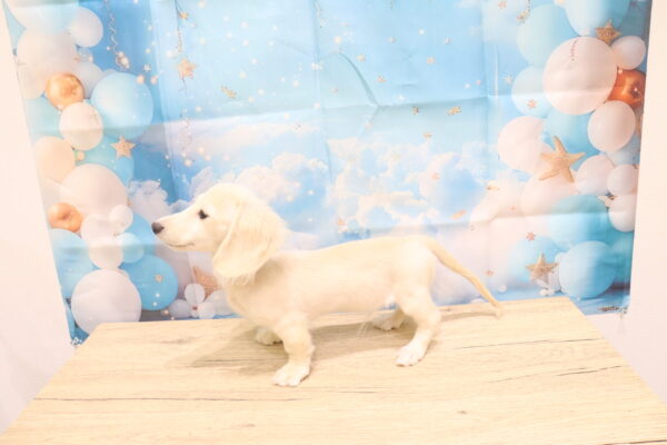 愛知県のミニチュアダックスフンド(ロング) (ペットショッププチマリア 一宮イオンモール木曽川キリオ店/2026年7月4日生まれ/男の子/イエロー)の子犬の3枚目の画像