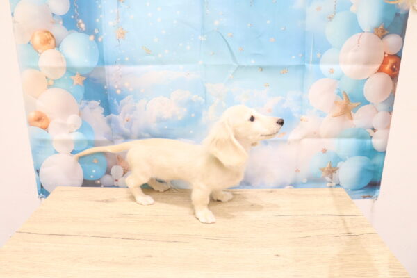 愛知県のミニチュアダックスフンド(ロング) (ペットショッププチマリア 一宮イオンモール木曽川キリオ店/2026年7月4日生まれ/男の子/イエロー)の子犬の4枚目の画像