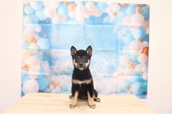 愛知県の柴犬(標準サイズ) (ペットショッププチマリア 一宮イオンモール木曽川キリオ店/2026年8月2日生まれ/女の子/黒)の子犬の2枚目の画像