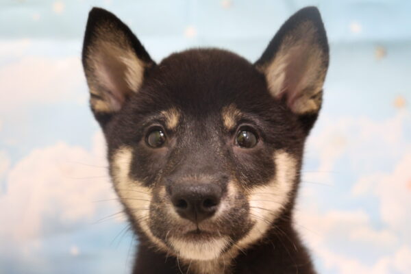柴犬