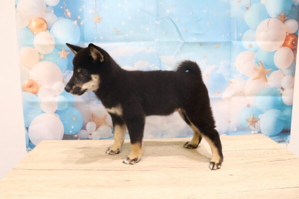 愛知県の柴犬(標準サイズ) (ペットショッププチマリア 一宮イオンモール木曽川キリオ店/2026年8月2日生まれ/女の子/黒)の子犬の4枚目の画像
