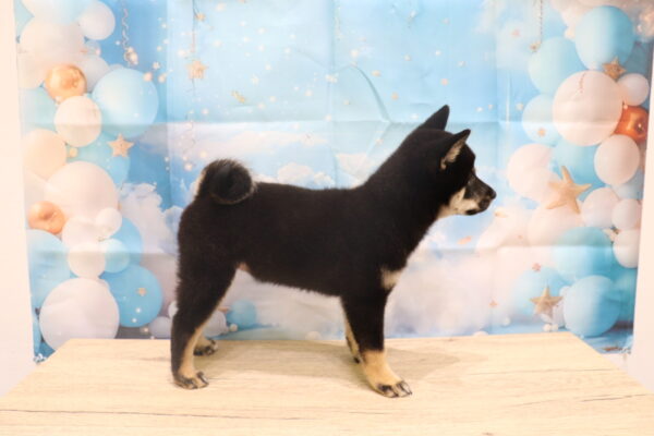 愛知県の柴犬(標準サイズ) (ペットショッププチマリア 一宮イオンモール木曽川キリオ店/2026年8月2日生まれ/女の子/黒)の子犬の3枚目の画像