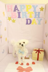 １０月お誕生日トリミングご利用わんちゃん紹介part５！