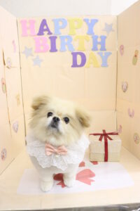 １１月お誕生日トリミングご利用わんちゃん紹介part１！