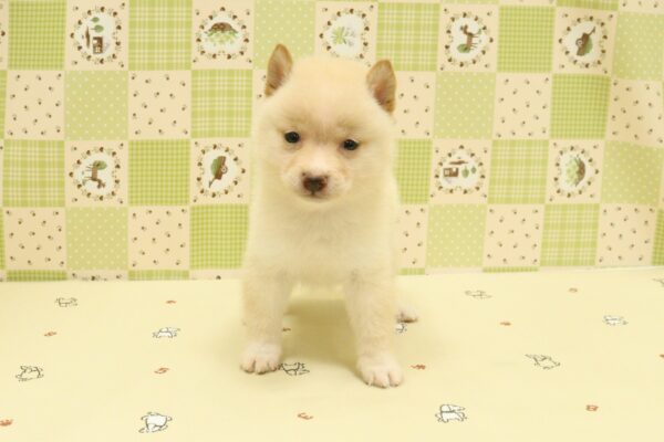 埼玉県の豆柴 (ペットショッププチマリア 入間武蔵藤沢店/2026年8月1日生まれ/男の子/白)の子犬の2枚目の画像