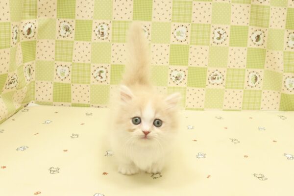 埼玉県のマンチカン (ペットショッププチマリア 入間武蔵藤沢店/2026年8月2日生まれ/男の子/クリームタビーホワイト)の子猫の2枚目の画像