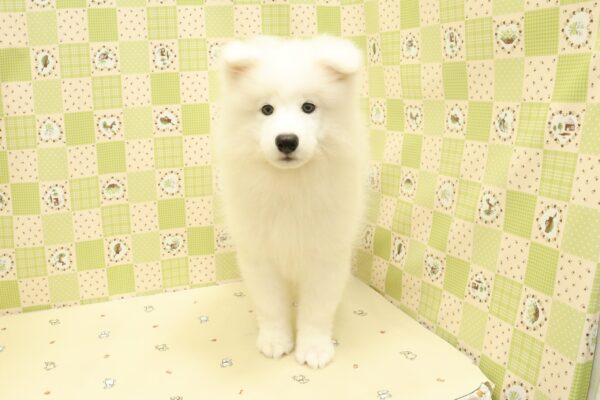 埼玉県のサモエド (ペットショッププチマリア 入間武蔵藤沢店/2026年7月1日生まれ/男の子/ホワイト)の子犬の2枚目の画像