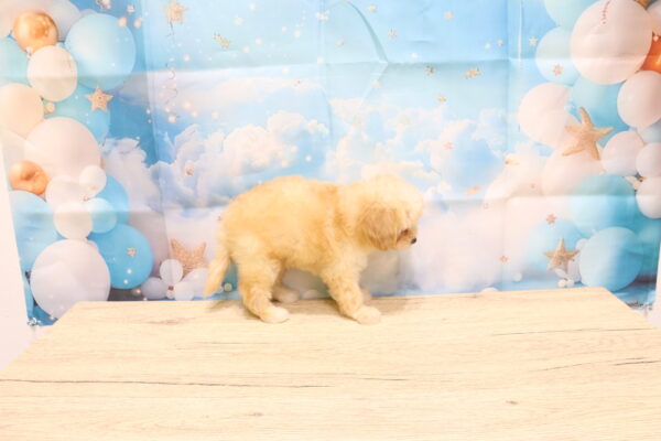 愛知県のチワプー/プーチー(チワワ×プードル) (ペットショッププチマリア 一宮イオンモール木曽川キリオ店/2026年8月31日生まれ/女の子/クリーム)の子犬の3枚目の画像