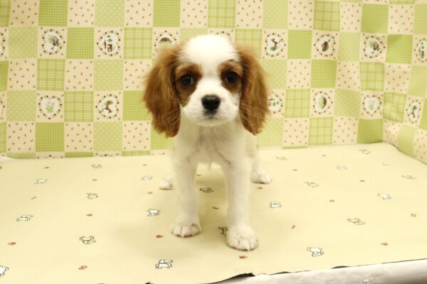 埼玉県のキャバリアキングチャールズスパニエル (ペットショッププチマリア 入間武蔵藤沢店/2026年8月7日生まれ/男の子/ブレンハイム)の子犬の2枚目の画像
