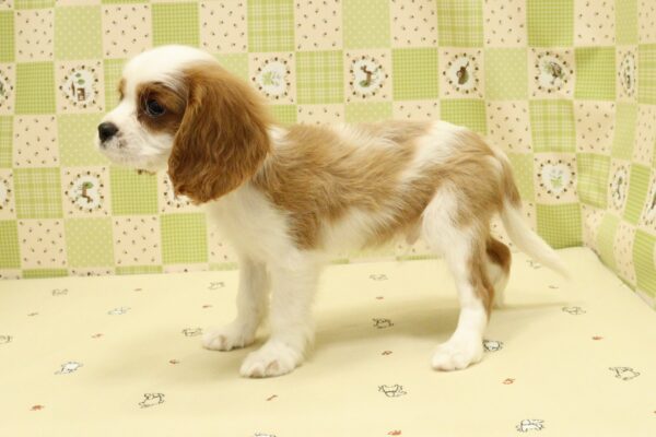 埼玉県のキャバリアキングチャールズスパニエル (ペットショッププチマリア 入間武蔵藤沢店/2026年8月7日生まれ/男の子/ブレンハイム)の子犬の3枚目の画像