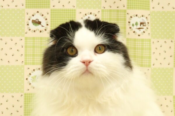 スコティッシュ
