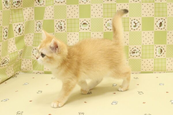 埼玉県のブリティッシュショートヘアー (ペットショッププチマリア 入間武蔵藤沢店/2026年8月10日生まれ/女の子/ブラックゴールデンシェーデット)の子猫の3枚目の画像