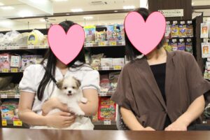 マルチーズ☓パピヨン【若葉台店】