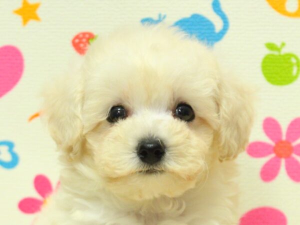 神奈川県のトイプードル(トイ) (ペットショッププチマリア 横浜永田台店/2026年8月16日生まれ/男の子/ホワイト)の子犬の1枚目の画像
