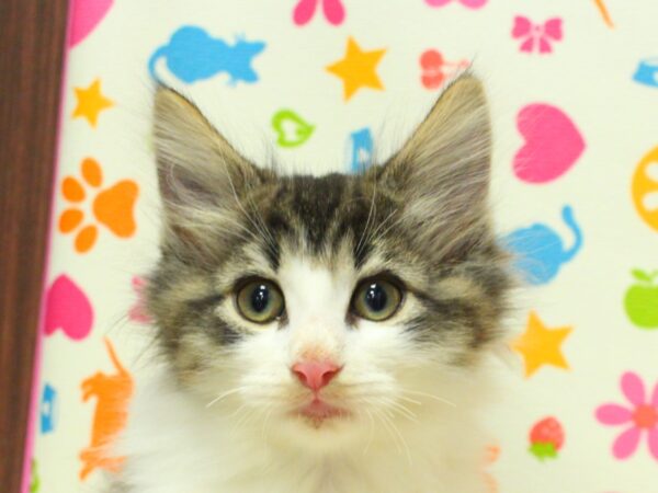 ノルウェージャンフォレストキャット