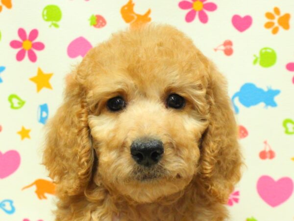 スタンダードプードル