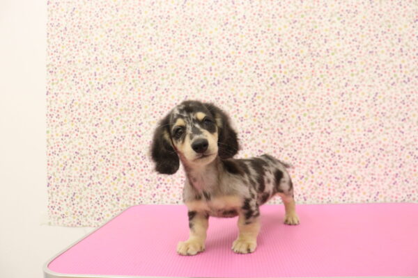 愛知県のミニチュアダックスフンド(ロング) (ペットショッププチマリア イオンタウン弥富店/2026年8月21日生まれ/男の子/シルバーダップル)の子犬の2枚目の画像