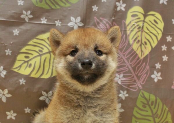 柴犬